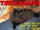 Canard