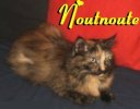 Noutnoute